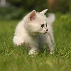 Burmilla Shines Wadiah