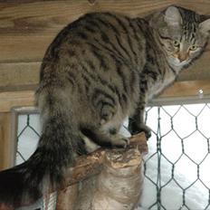 Tyrkisk Angora Füsun von Frankenthal DK