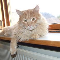Maine Coon Sylvester