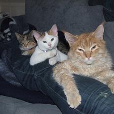 Maine Coon Sylvester