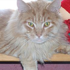 Maine Coon Sylvester
