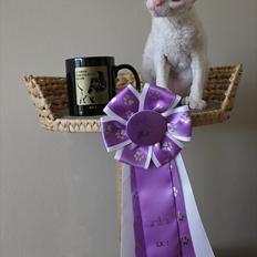 Cornish Rex DK Felis Schwencke Eowyn *Baby Boogie*