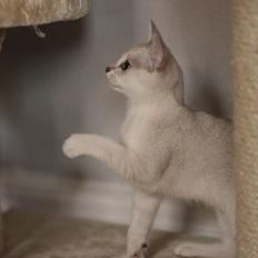 Burmilla Shines Wadiah