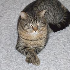 Blanding af racer Monty