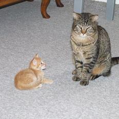 Blanding af racer Monty