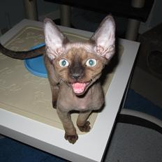 Devon Rex Vonaldenborg´s Bacon Balthazar