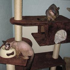 Devon Rex Vonaldenborg´s Bacon Balthazar