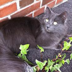 Blanding af racer Cleopatra