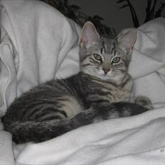 Blanding af racer Zigga