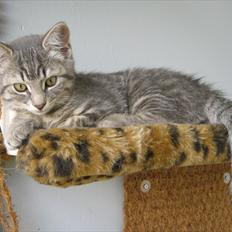 Blanding af racer Zigga