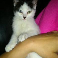 Blanding af racer frk. bowie