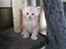 Maine Coon Ezio - 5 uger gammel