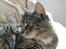 Norsk Skovkat DK Dreaming Stars Amazing Duchess