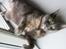 Blanding af racer Prinsesse Bell