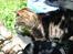 Huskat Pjock<3 R.I.P.<3 - Forår/sommer 2010 ude i haven. Undskyld skyggerne på billedet..