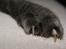 Blanding af racer Figi (Figaro) 
