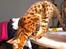 Bengal Blame it on the Boogie - Boogie