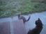 Huskat Pjevse R.I.P skat <3 Død den 17 November 2011