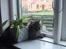 Maine Coon Hannah