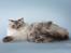 Ragdoll DK Wrensted Garcon Dolly - Billedet er taget af Susanne fra Felicious Studios i 2009.