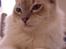 Ragdoll DK Wrensted Garcon Dolly