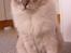Ragdoll DK Wrensted Garcon Dolly