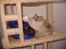 Ragdoll DK Wrensted Garcon Dolly