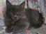 Maine Coon Topper