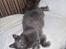 Maine Coon Topper
