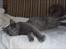 Maine Coon Topper