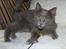 Maine Coon Topper