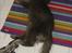 Maine Coon Topper