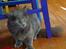 Maine Coon Topper
