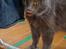 Maine Coon Topper - Mmmm, det smagte godt