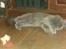 Maine Coon Topper - Haps, jeg har dig