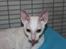 Cornish Rex DK Felis Schwencke Eowyn *Baby Boogie* - ;p
* Billede taget den 1/8-2011*