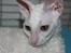 Cornish Rex DK Felis Schwencke Eowyn *Baby Boogie* - smukke pige ..
* Billede taget den 1/8-2011*