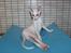 Cornish Rex DK Felis Schwencke Eowyn *Baby Boogie* - Hvad?
- Jeg sidder da helt normalt ..