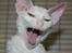 Cornish Rex DK Felis Schwencke Eowyn *Baby Boogie* - GAAAAB! 
* Billede taget den 1/8-2011*