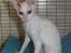 Cornish Rex DK Felis Schwencke Eowyn *Baby Boogie* - Se lige min flotte figur :)
* Billede taget den 1/8-2011*