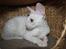 Cornish Rex DK Felis Schwencke Eowyn *Baby Boogie* - Smukke pige <3
* Billede taget den 1/8-2011*