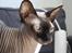 Sphynx Mr. Hyde
