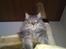 Maine Coon DK Engberg's Arkimedes (kælenavn Surfer)