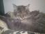 Maine Coon DK Engberg's Arkimedes (kælenavn Surfer)