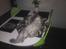 Maine Coon DK Engberg's Arkimedes (kælenavn Surfer) - Hov..., jeg da vist lige "kommet" til at falde i søvn på bordet