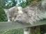 Maine Coon DK Engberg's Arkimedes (kælenavn Surfer)