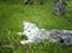 Maine Coon DK Agerskov's Bailey (Malou)