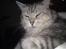Maine Coon DK Agerskov's Bailey (Malou)