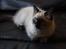 Ragdoll Calipso