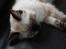 Ragdoll Calipso